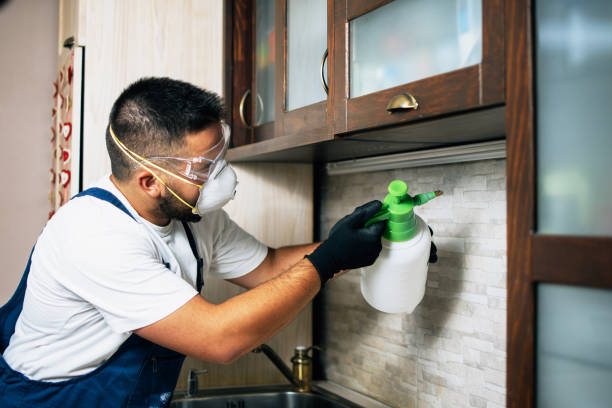 Best Affordable Pest Control Services  in Chesaning, MI